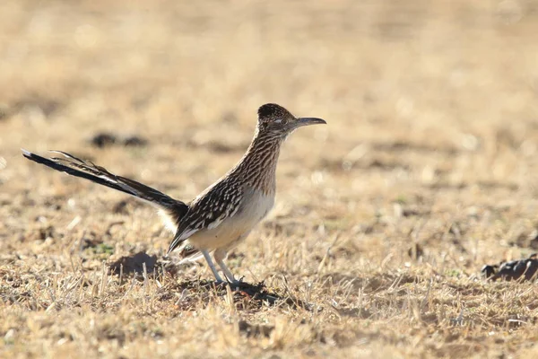 Roadrunner Bosque Del Apache Refúgio Vida Selvagem Novo México — Fotografia de Stock