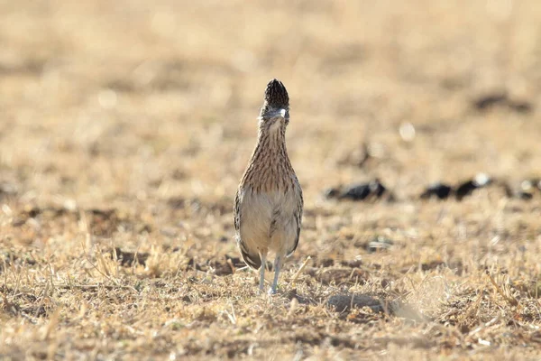 Приют Диких Животных Roadrunner Bosque Del Apache Нью Мексико — стоковое фото