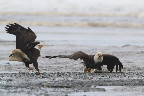 Bald Eagle Vancouver Island Canadá — Fotografia de Stock