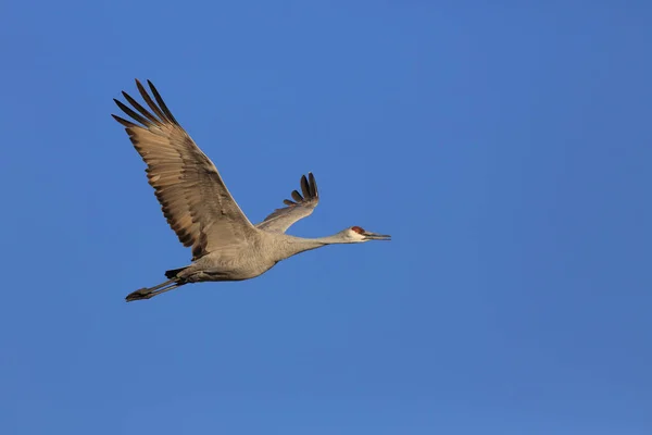 Żuraw Górski Grus Canadensis Bosque Del Apache National Wildlife Refuge — Zdjęcie stockowe