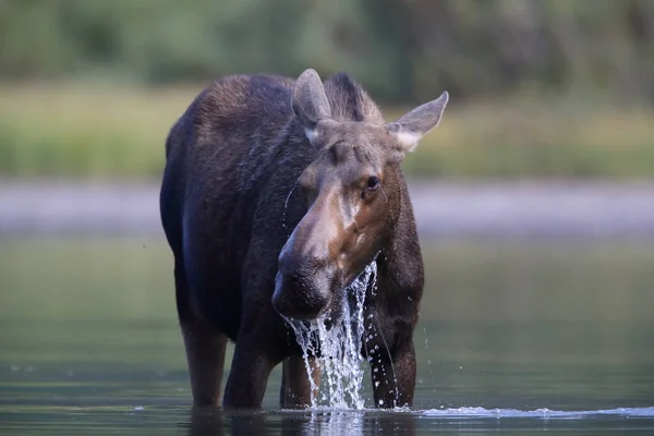 Moose Feeding Pond Glacier National Park Montana États Unis — Photo