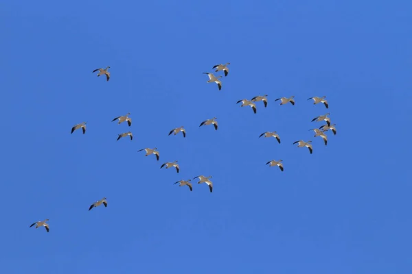 Gansos Nieve Bosque Del Apache Invierno Nuevo México — Foto de Stock