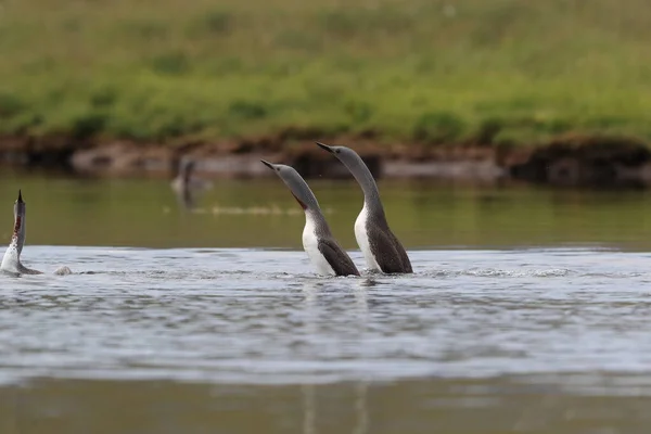 Loon Garganta Vermelha América Norte Mergulhador Garganta Vermelha Grã Bretanha — Fotografia de Stock