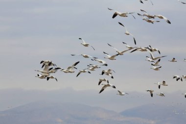 Snow geese in the dawn, Bosque del Apache, New Mexico  clipart