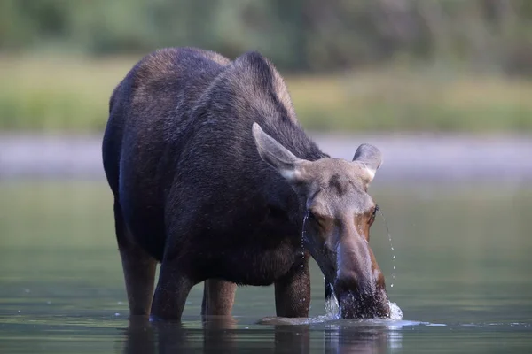 Moose Feeding Pond Glacier National Park Montana États Unis — Photo