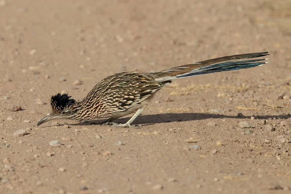 Roadrunner Bosque Del Apache Καταφύγιο Άγριας Ζωής Στο Νέο Μεξικό — Φωτογραφία Αρχείου