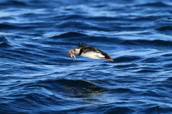 Atlantic Puffin Fratercula Arctica Noruega — Fotografia de Stock