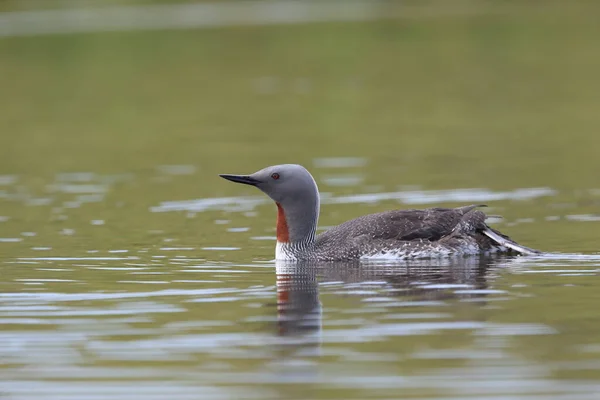 Red Throated Loon North America Red Throated Diver Britain Ireland — Stock Photo, Image