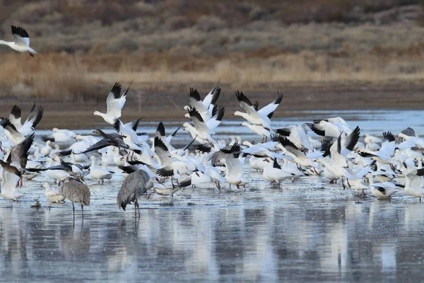 Snow Geese Bosque Del Apache Winter New Mexico Usa — Stock Photo, Image