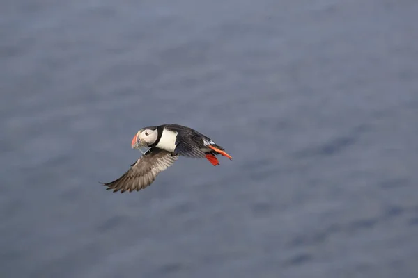 Vuelo Del Frailecillo Fratercula Arctica Hábitat Natural Islandia — Foto de Stock