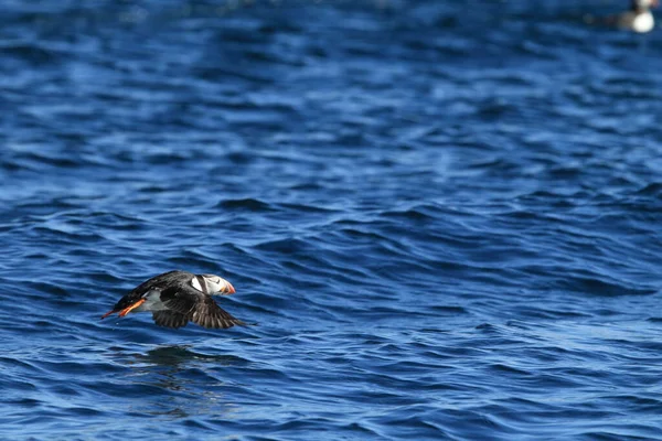 Atlantlunnefågel Fratercula Arctica Norge — Stockfoto