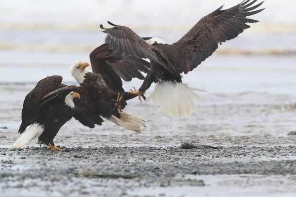 Águia Calva Haliaeetus Leucocephalus Canadá — Fotografia de Stock