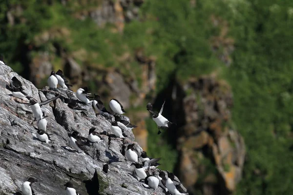 Scheermessen Alca Torda Eilandrunde Noors — Stockfoto