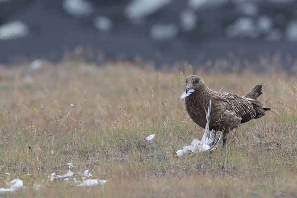 Grande Skua Stercorarius Skua Alimentando Tern Ártico Morto Islândia — Fotografia de Stock