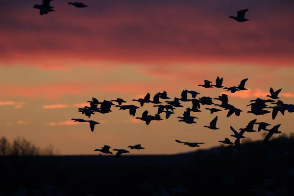 Snow Geese Bosque Del Apache Winter New Mexico Usa — 스톡 사진