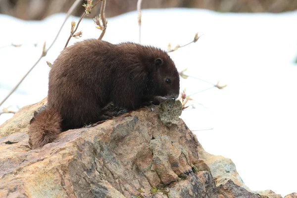 Vancouver Island Marmot Marmota Vjalá Verensis Mount Washington Hábitat Natural — Foto de Stock