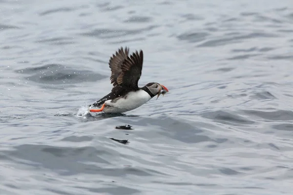 Macareux Moine Fratercula Arctica Norvège — Photo