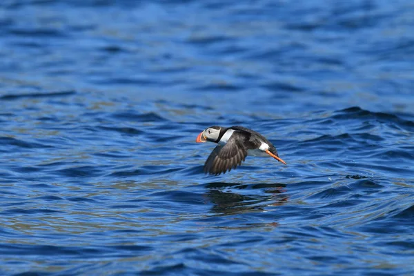 Atlantlunnefågel Fratercula Arctica Norge — Stockfoto