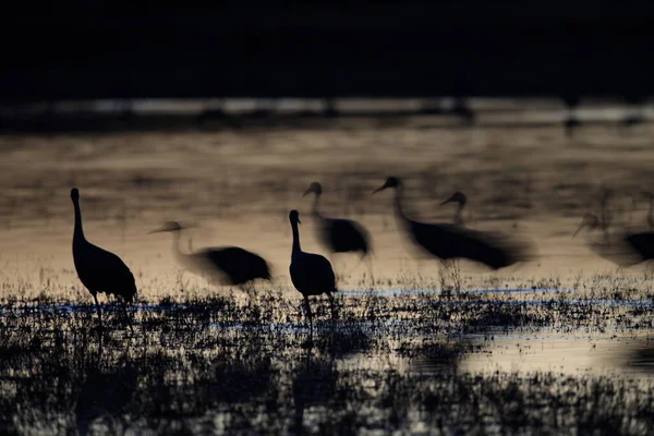 Кран Песчаном Холме Grus Canadensis Национальном Заповеднике Дикой Природы Боске — стоковое фото