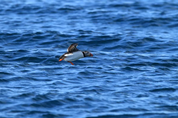 Puffin Atlántico Fratercula Arctica Noruega — Foto de Stock