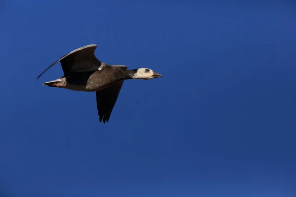 Śnieżne Gęsi Bosque Del Apache Zimą Nowy Meksyk Usa — Zdjęcie stockowe