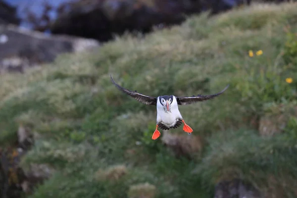 Puffin Flying Fratercula Arctica Habitat Natural Islândia — Fotografia de Stock