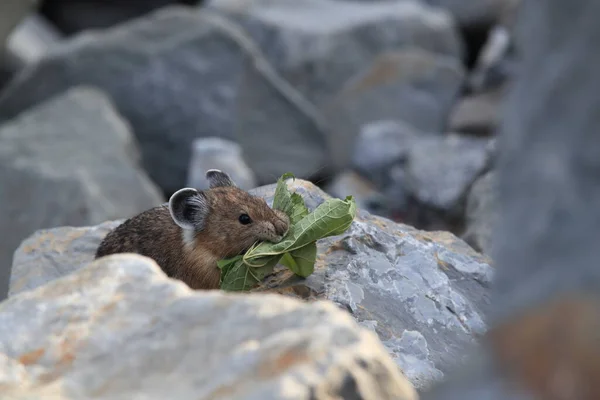 Pika Dans Habitat Naturel Glacier Montana Usa — Photo