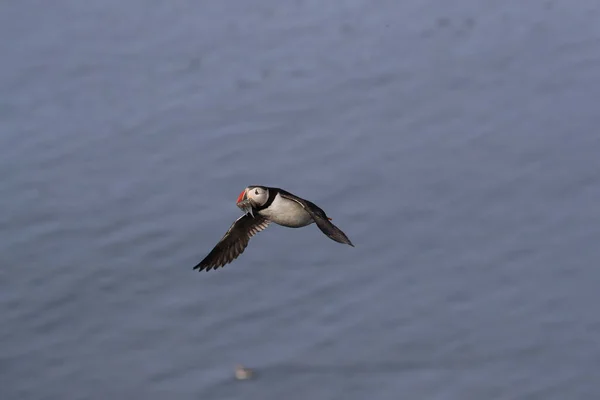 Vuelo Del Frailecillo Fratercula Arctica Hábitat Natural Islandia — Foto de Stock