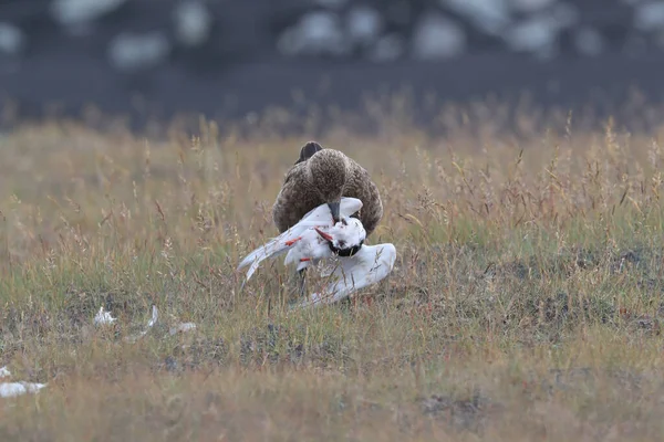 Stora Skua Stercorarius Skua Som Livnär Sig Död Fjällvar Island — Stockfoto