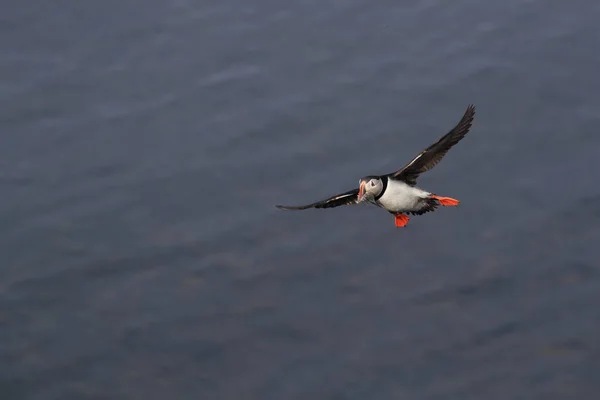 Puffin Flying Fratercula Arctica Natural Habitat Iceland — 스톡 사진