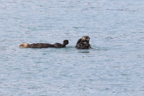 Lontra Marinha Flutuante Asiática Kalan Enhydra Lutris Lutris Alaska Estados — Fotografia de Stock