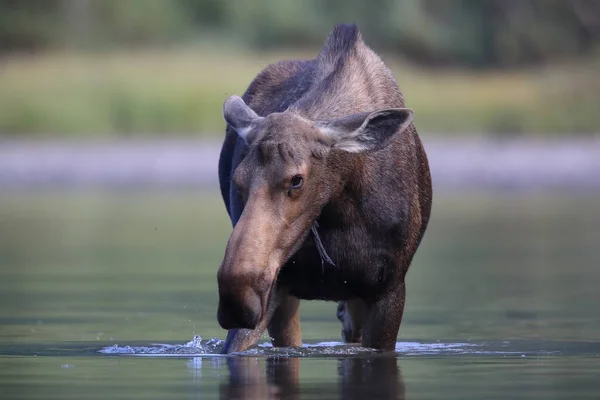 Moose Feeding Pond Glacier National Park Montana États Unis — Photo