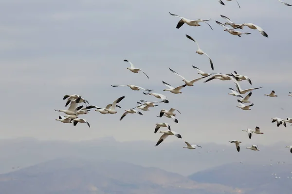 Snow Geese Dawn Bosque Del Apache New Mexico — Stock Photo, Image