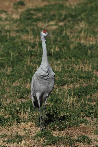 Γερανός Grus Canadensis Στο Εθνικό Καταφύγιο Άγριας Ζωής Bosque Del — Φωτογραφία Αρχείου