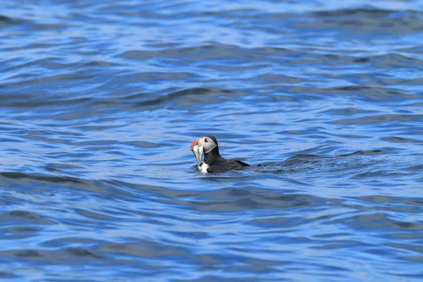 Atlantlunnefågel Fratercula Arctica Norge — Stockfoto