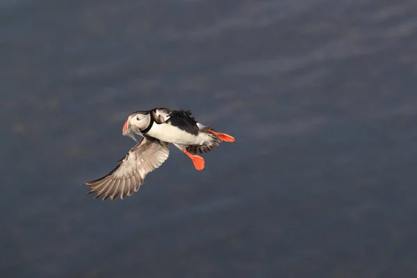 Puffin Létání Fratercula Arctica Přírodním Stanovišti Island — Stock fotografie