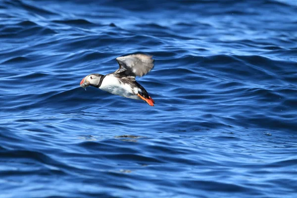 Atlantlunnefågel Fratercula Arctica Norge — Stockfoto