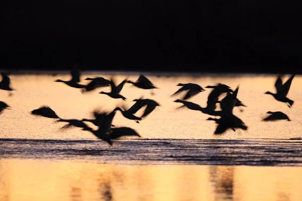 Śnieżne Gęsi Bosque Del Apache Zimą Nowy Meksyk Usa — Zdjęcie stockowe