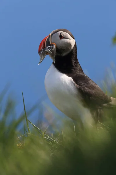 Puffin Fratercula Arctica Com Peixes Islândia — Fotografia de Stock