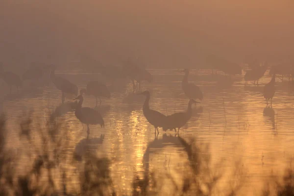 Γερανός Grus Canadensis Στο Εθνικό Καταφύγιο Άγριας Ζωής Bosque Del — Φωτογραφία Αρχείου