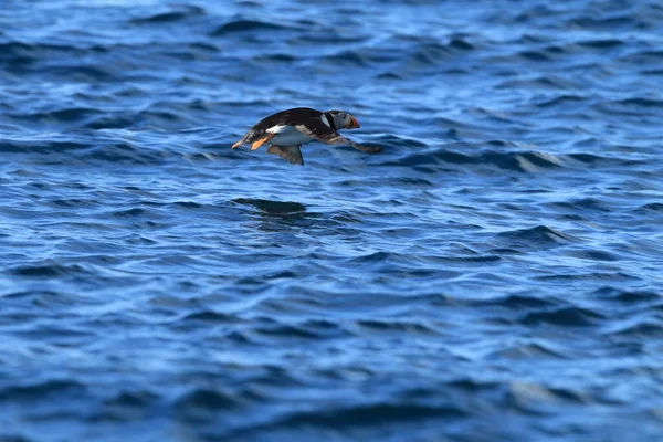 Atlantlunnefågel Fratercula Arctica Norge — Stockfoto