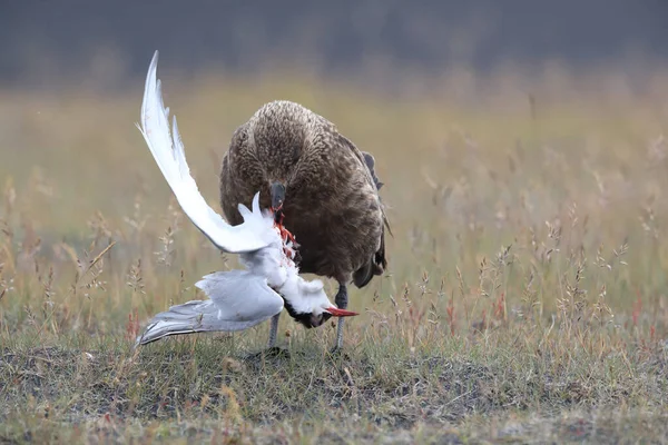 Great Skua Stercorarius Skua Feeding Dead Arctic Tern Iceland — Stock Photo, Image