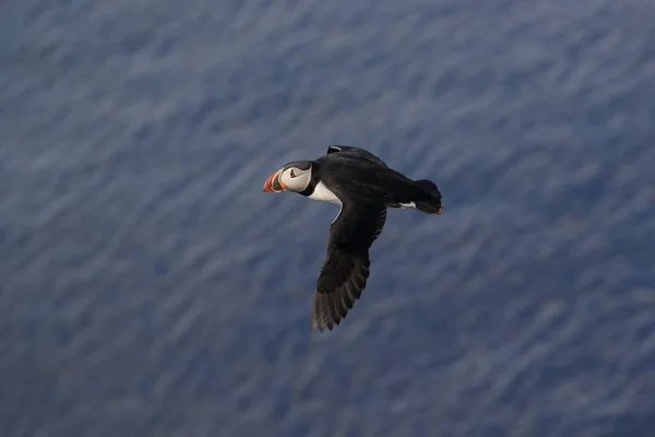 Puffin Flying Fratercula Arctica Στο Φυσικό Ενδιαίτημα Της Ισλανδίας — Φωτογραφία Αρχείου