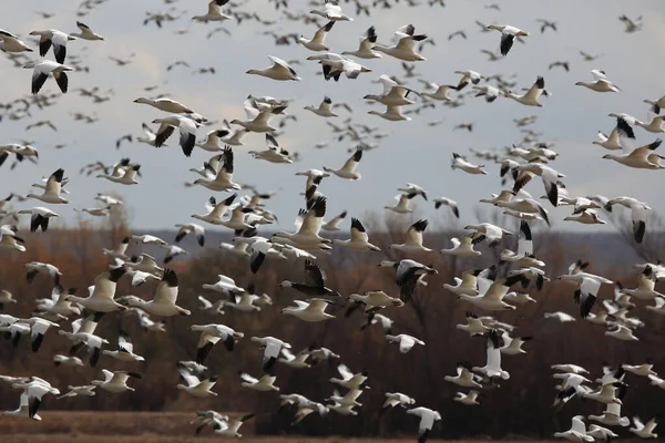 Sněžné Husy Bosque Del Apache Zimě Nové Mexiko Usa — Stock fotografie