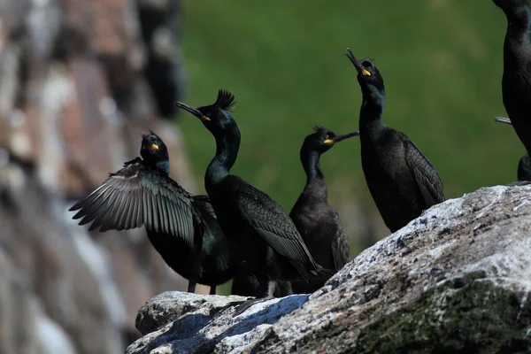 Europeu Shag Comum Shag Phalacrocorax Aristotelis Ilha Runde Norway — Fotografia de Stock