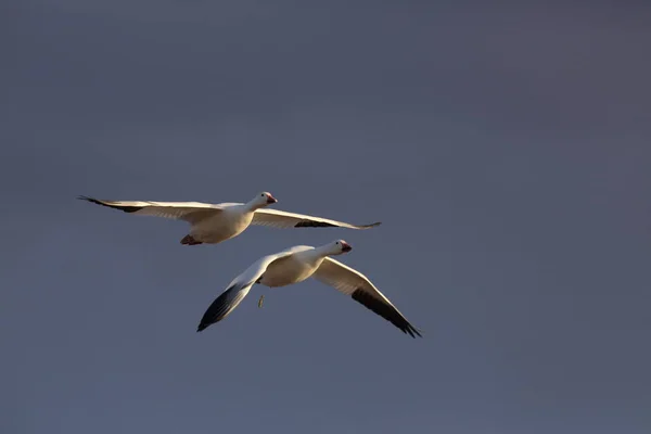 Şafakta Kar Kazları Bosque Del Apache New Mexico — Stok fotoğraf