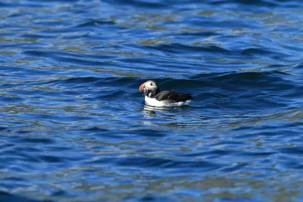 Atlantic Puffin Fratercula Arctica Norsko — Stock fotografie