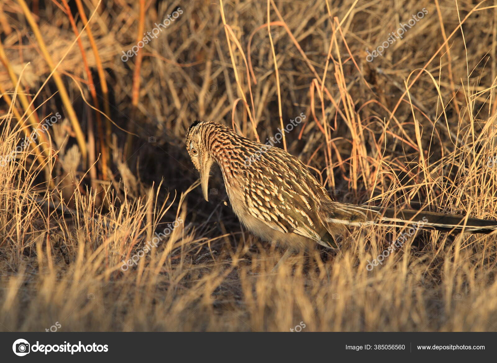 Приют Диких Животных Roadrunner Bosque Del Apache Нью Мексико.