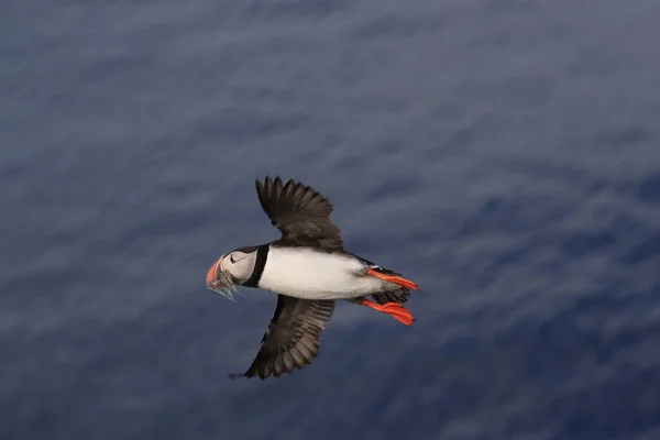 Puffin Létání Fratercula Arctica Přírodním Stanovišti Island — Stock fotografie