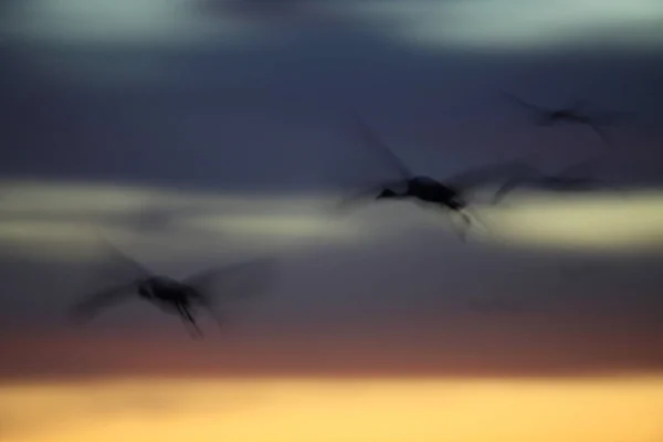 Grue Blanche Grus Canadensis Bosque Del Apache National Wildlife Refuge — Photo